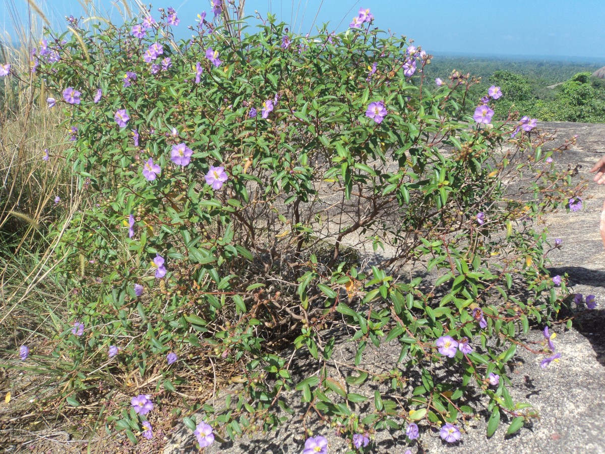 Osbeckia aspera Blume